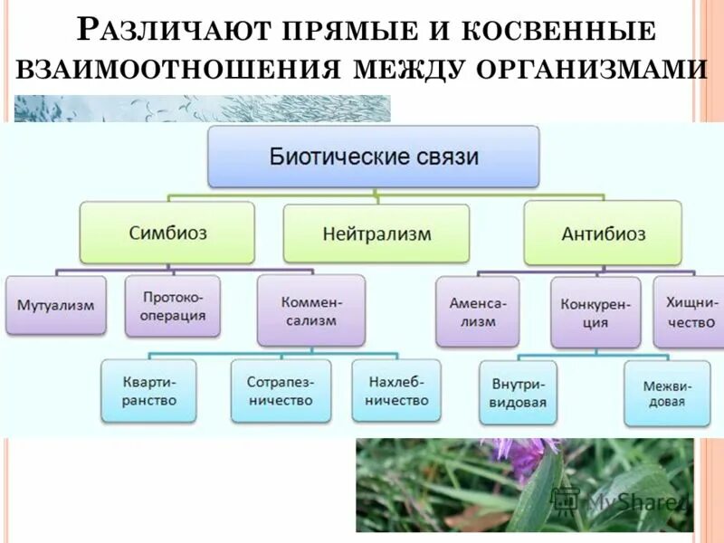 Различие между организмами