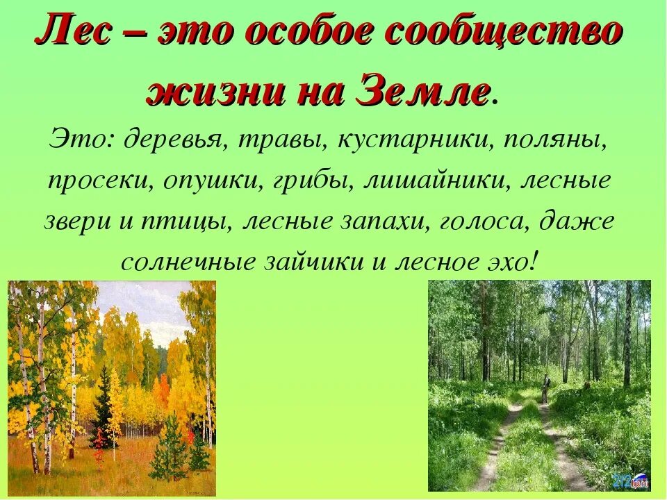 Презентация на тему лес. Природное сообщество лес. Жизнь леса презентация. Лес для презентации. Почему лес природное сообщество