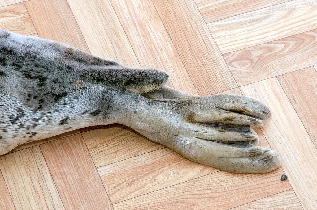 морской котик и байкальская нерпа. тюлений хвост. тюлений хвост. нерпа хвостик. моржи, тюлени, сивучи, морские львы.