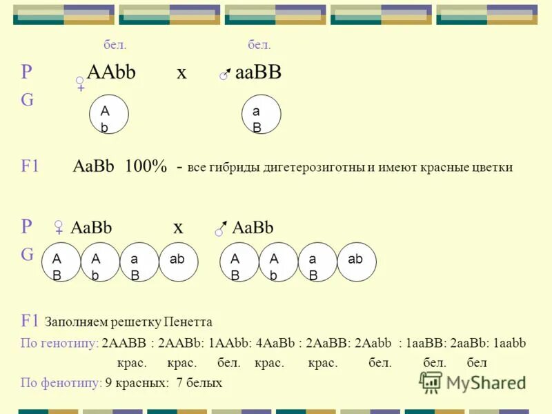 Aabb aabb скрещивание полное доминирование