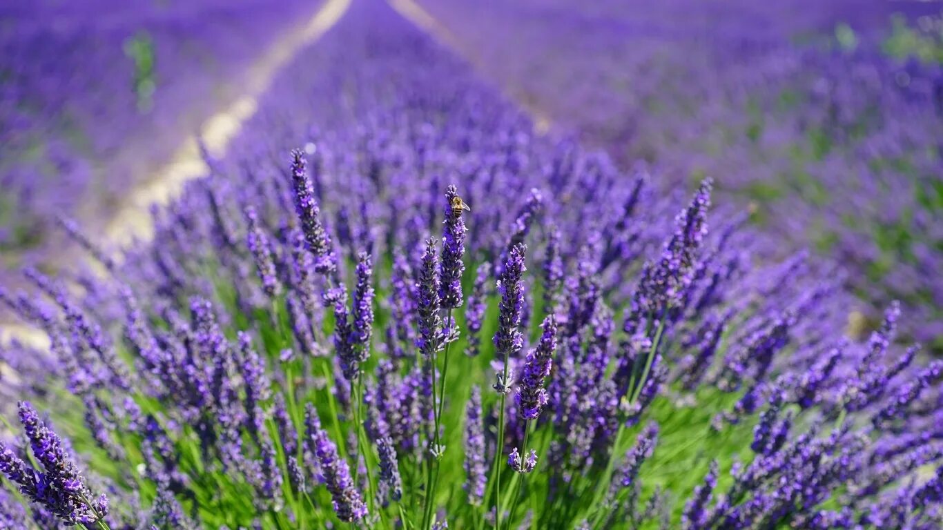 Лаванда узколистная. Лаванда узколистная Hidcote Blue. Лаванда узколистная гроссо. Лаванда узколистная Крымская. Field like