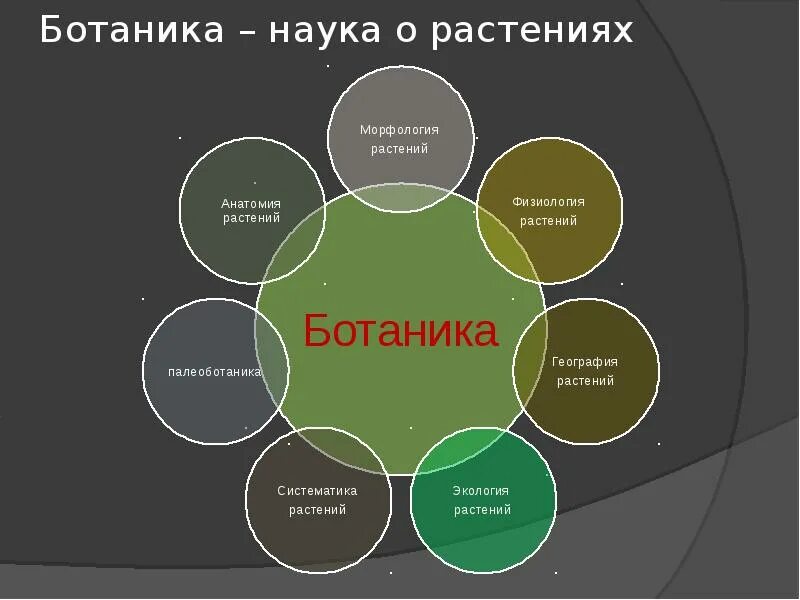 Знание какой области ботанической науки позволит изучить. Наука о растениях. Ботаника наука о растениях разделы ботаники. Науки в ботанике. Разделы Ботанической науки.