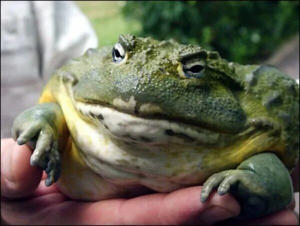 Лягушка большая. Крупная жаба. Огромная лягушка. Гигантская лягушка. Приснилась лягушка к чему