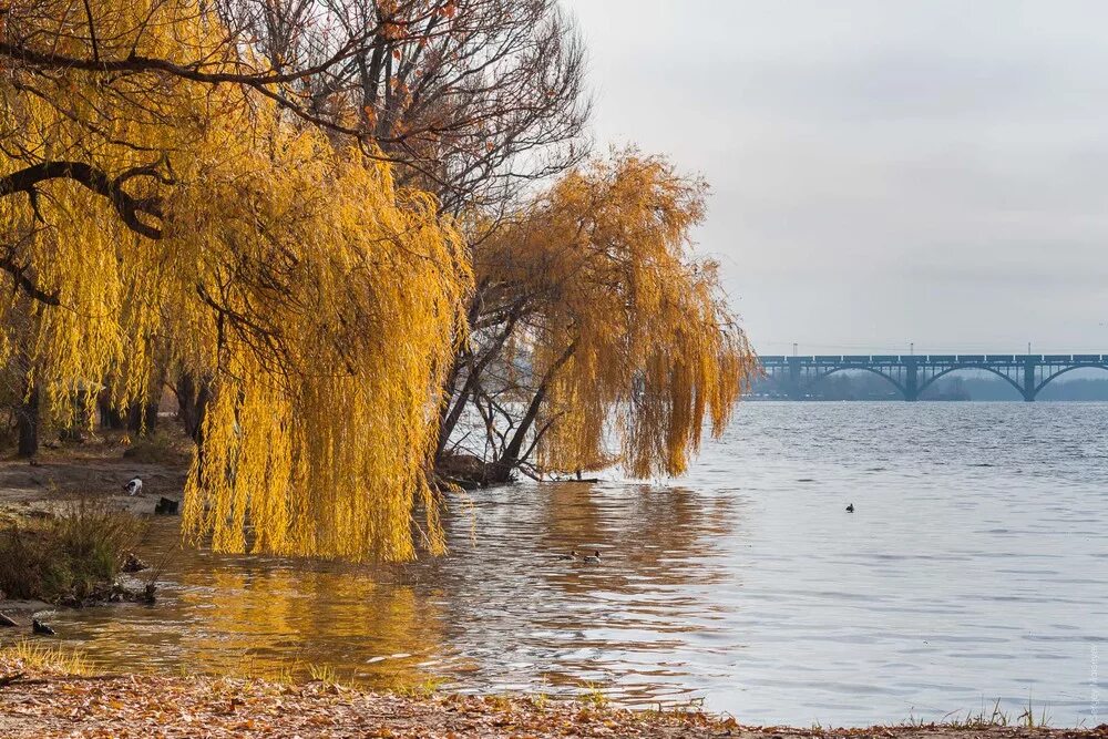 Багряной веткой ивы. Плакучая Ива осенью. Ива золотистоволосистая chrysocoma. Ива осенью. Пейзаж с ивой.