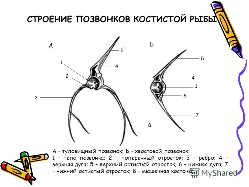 Строение позвонка костистой рыбы. Строение позвонков костистой рыбы. Строение хвостового позвонка у рыб. Строение туловищного позвонка рыбы.