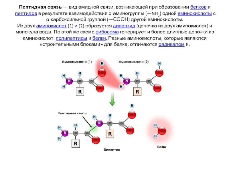 Образование пептидной связи происходит в. Пептидная связь образуется при взаимодействии групп:. Схема образования пептидной связи в молекуле белка. Пептидная связь образуется при взаимодействии. Взаимодействие 2 аминокислот.