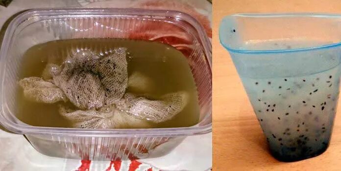 Замочить семена моркови. Семена моркови замачивание. Очистка моркови. Морковь семена. Обработка семян моркови.