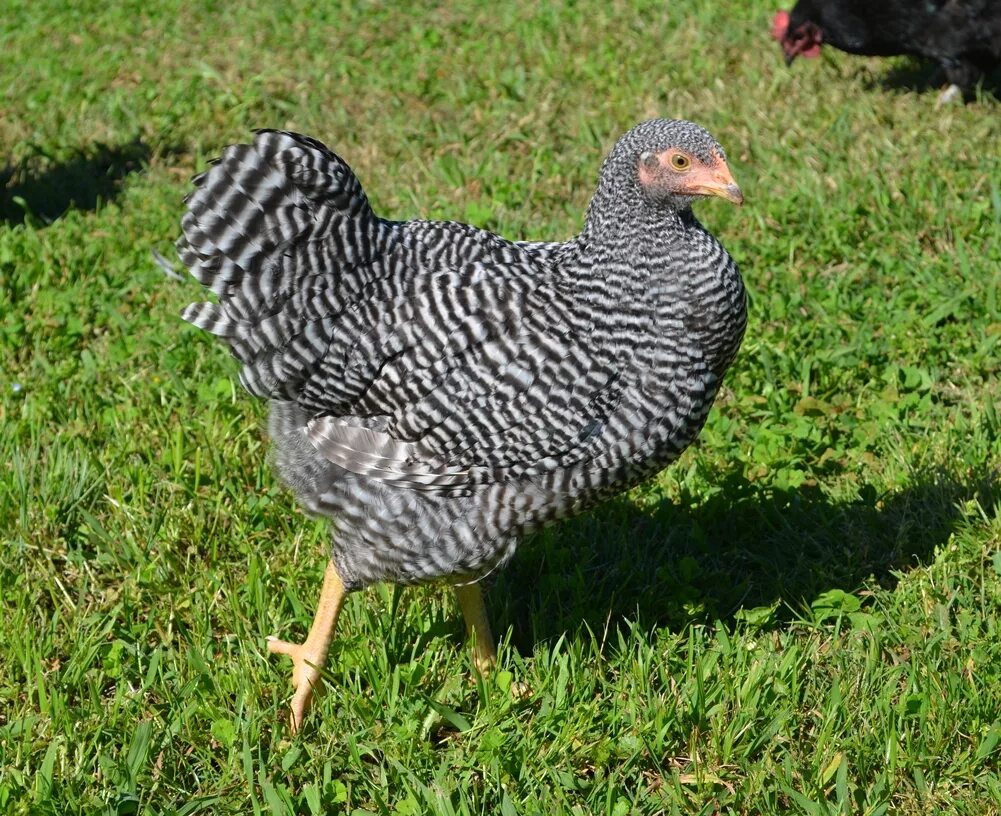 Куры плимутрок полосатый. Плимутрок полосатый цыплята. Порода кур плимутрок характеристика. Петух породы плимутрок. Плимутрок полосатый порода.