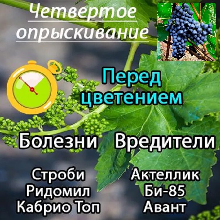 Чем обрабатывать виноград весной от вредителей. Схема обработки винограда весной. Опрыскивание винограда. Обработка винограда от болезней. Обработка винограда весной от болезней и вредителей.