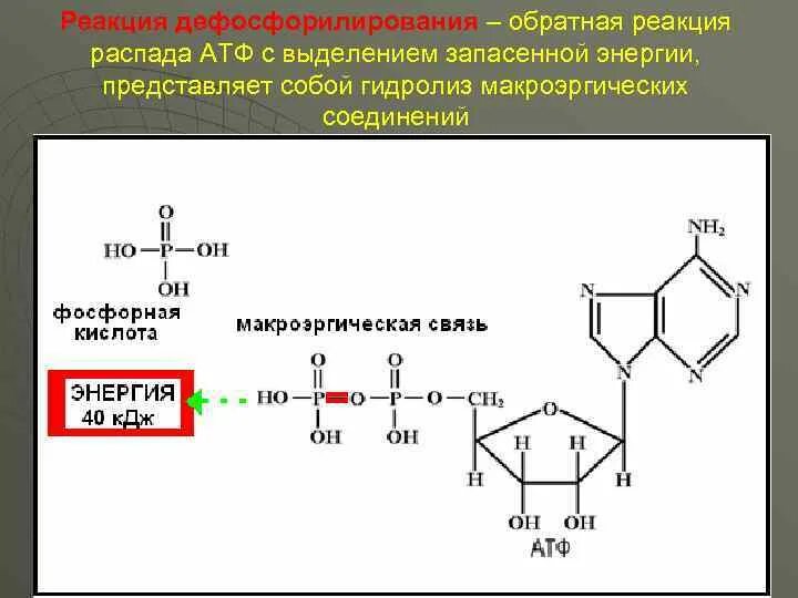 Использование энергии выделяющейся при гидролизе макроэргических связей