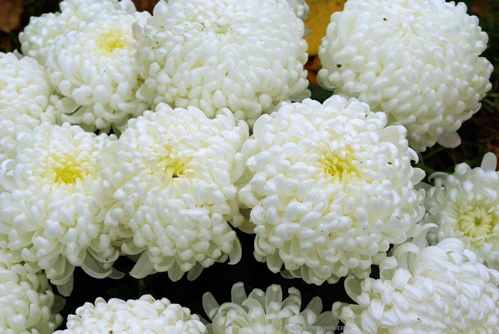 Хризантемы шарики. Хризантема белая помпонная. Хризантема Рибонет. Королевские хризантемы шаровидные.