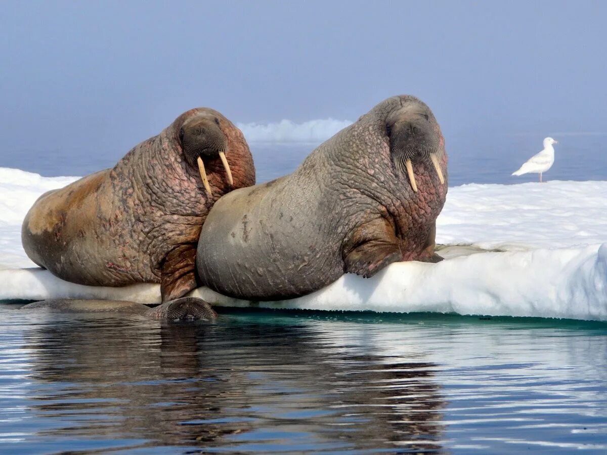 Лаптевский морж. Моржи котики. Нерпа тюлень морж. Ластоногие моржи. Тюлени морские котики нерпы моржи.