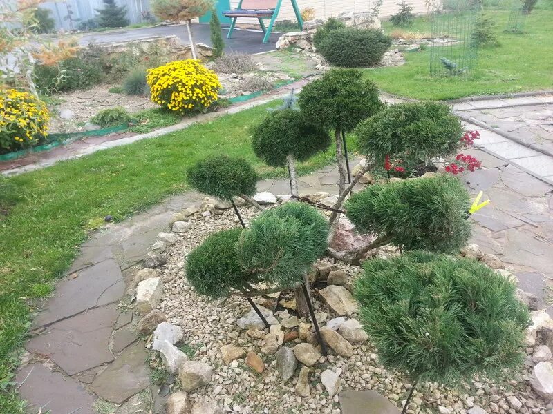 Как подстричь можжевельник казацкий самим фото Садовый топиарий , можжевельник казацкий Вариегата YouTube