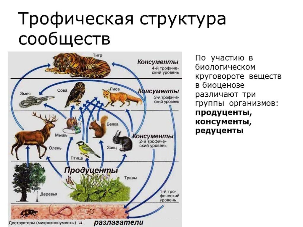 Продуцент 3 порядка является. Трофическая структура биоценоза. Трофические уровни.. Пищевая трофическая структура биоценоза. Структура экосистемы трофическая структура. Трофическая структура сообщества это в биологии.