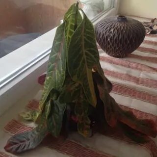 Сохнут листья кротона что делать