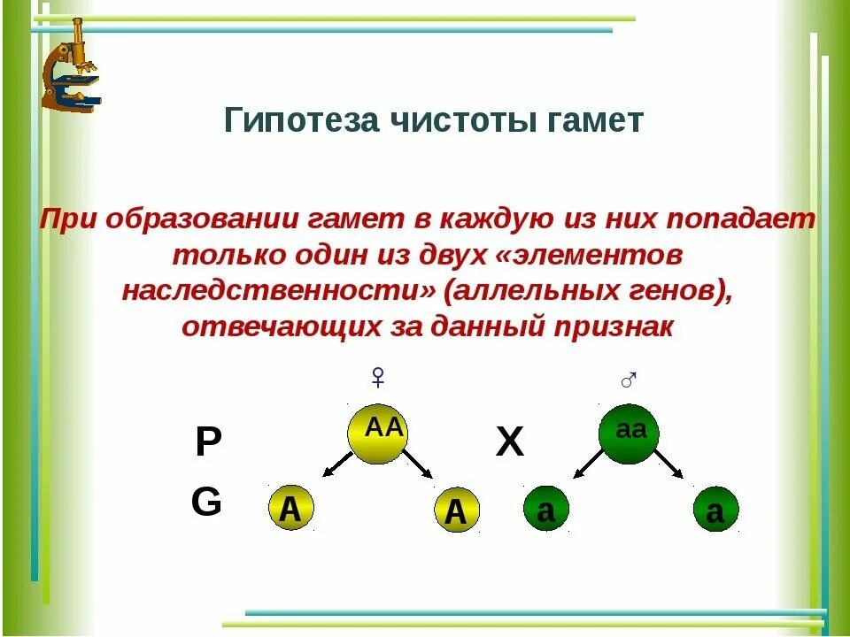 Дайте обоснование закону чистоты гамет. Гипотеза чистоты гамет формулировка. закон чистоты гамет менделя цитологические основы. правило чистоты гамет пример. схема гипотезы чистоты гамет.