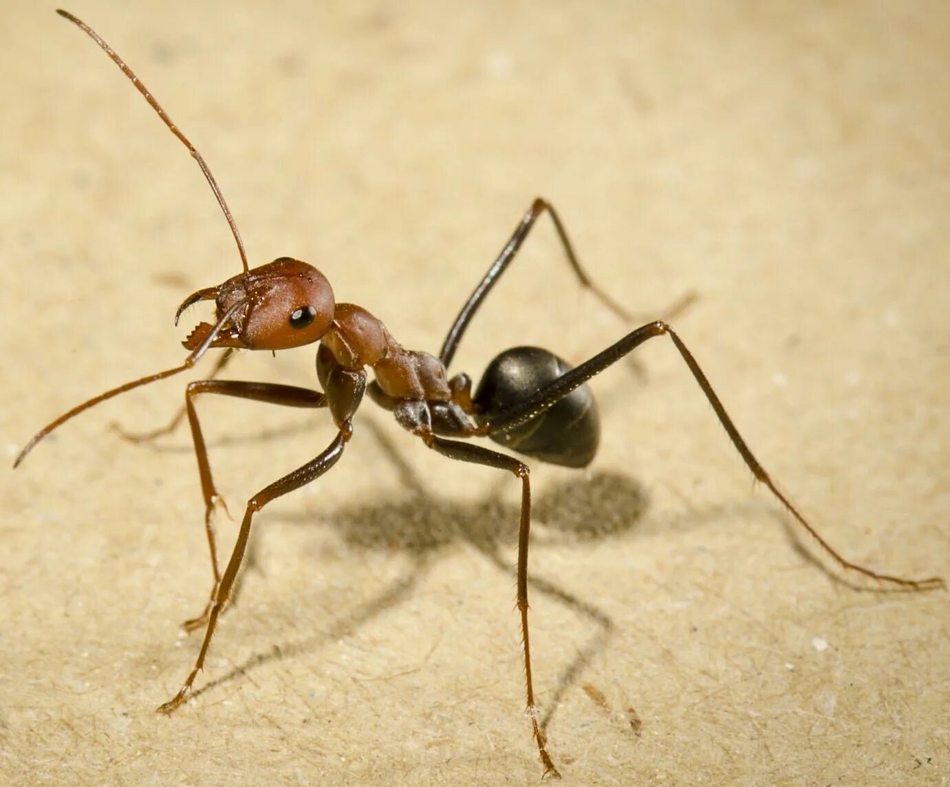 Very ant. Very ant. Полирахис бихромата. Myrmecia forficata. Very ant.