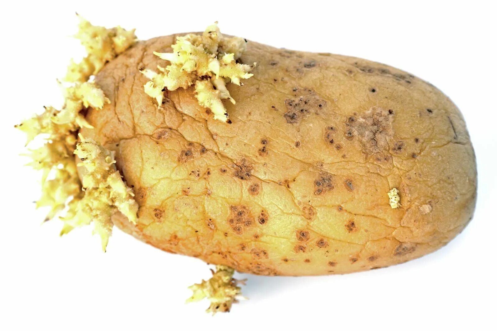 Клубень. Клубень картофеля. Картошка с глазками. Потейто. Клубень картофеля на раннем этапе своего развития
