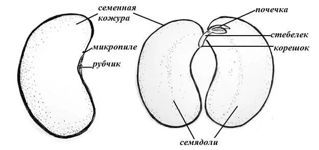 Часть кожуры семени. Внешнее строение семени гороха. Строение семени гороха. Строение семенной кожуры. Строение двудольного семени.