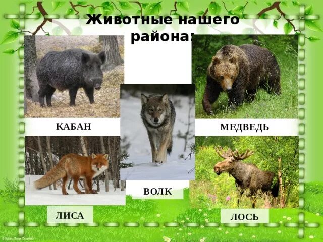 Медведь кабан лось рысь волк