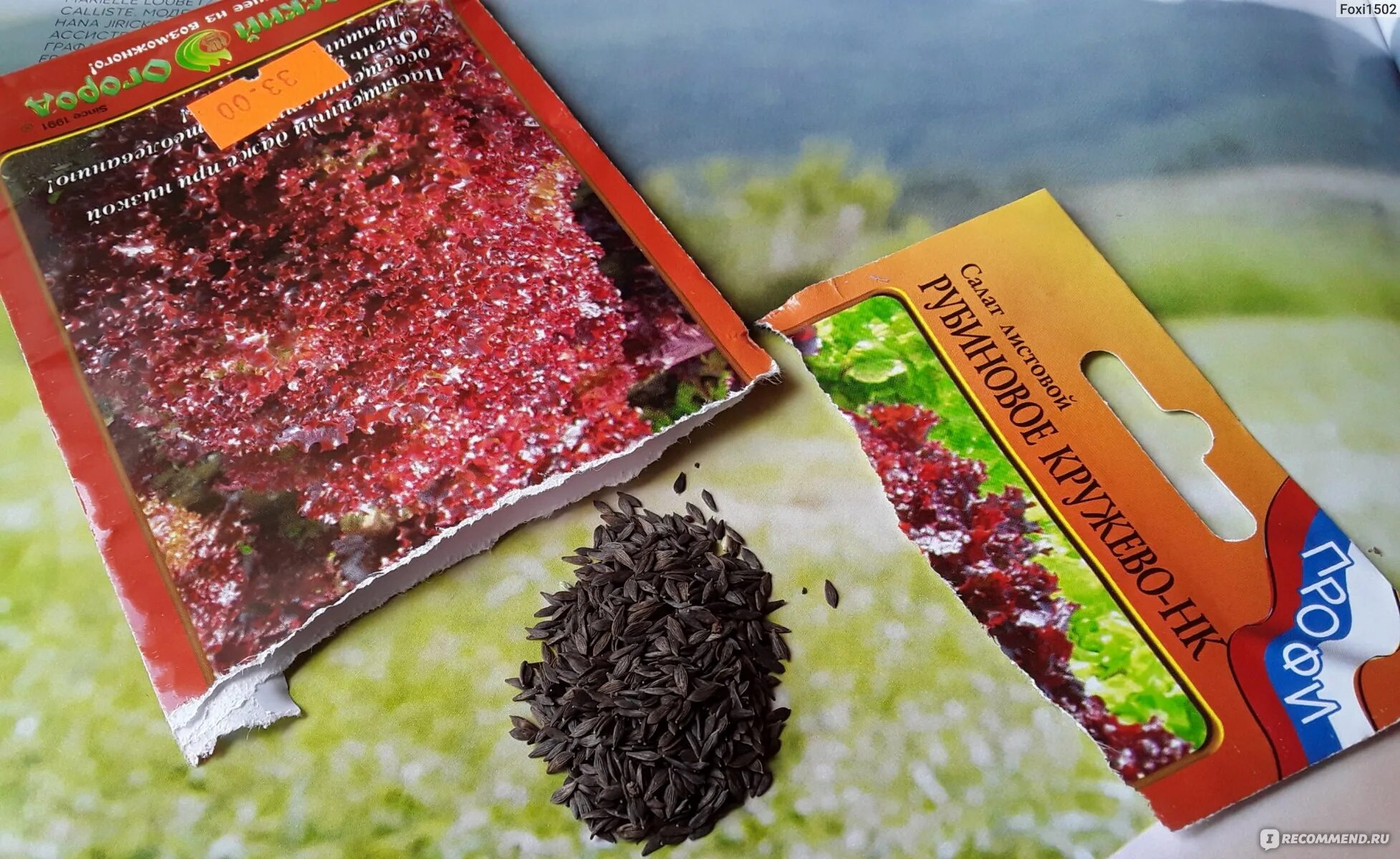 Морковь партнер семена. Гранулированные семена моркови. Морковь канада. Гимнокладус бундук двудомный. Канада семена.