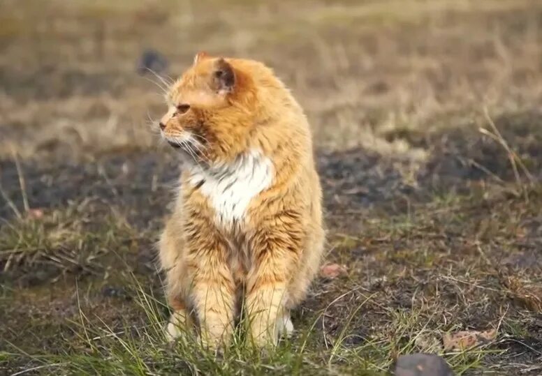 Почему на шпицбергене запрещены кошки. Кот-песец кеша. кеша баренцбург. кот на шпицбергене. единственный кот на шпицбергене.