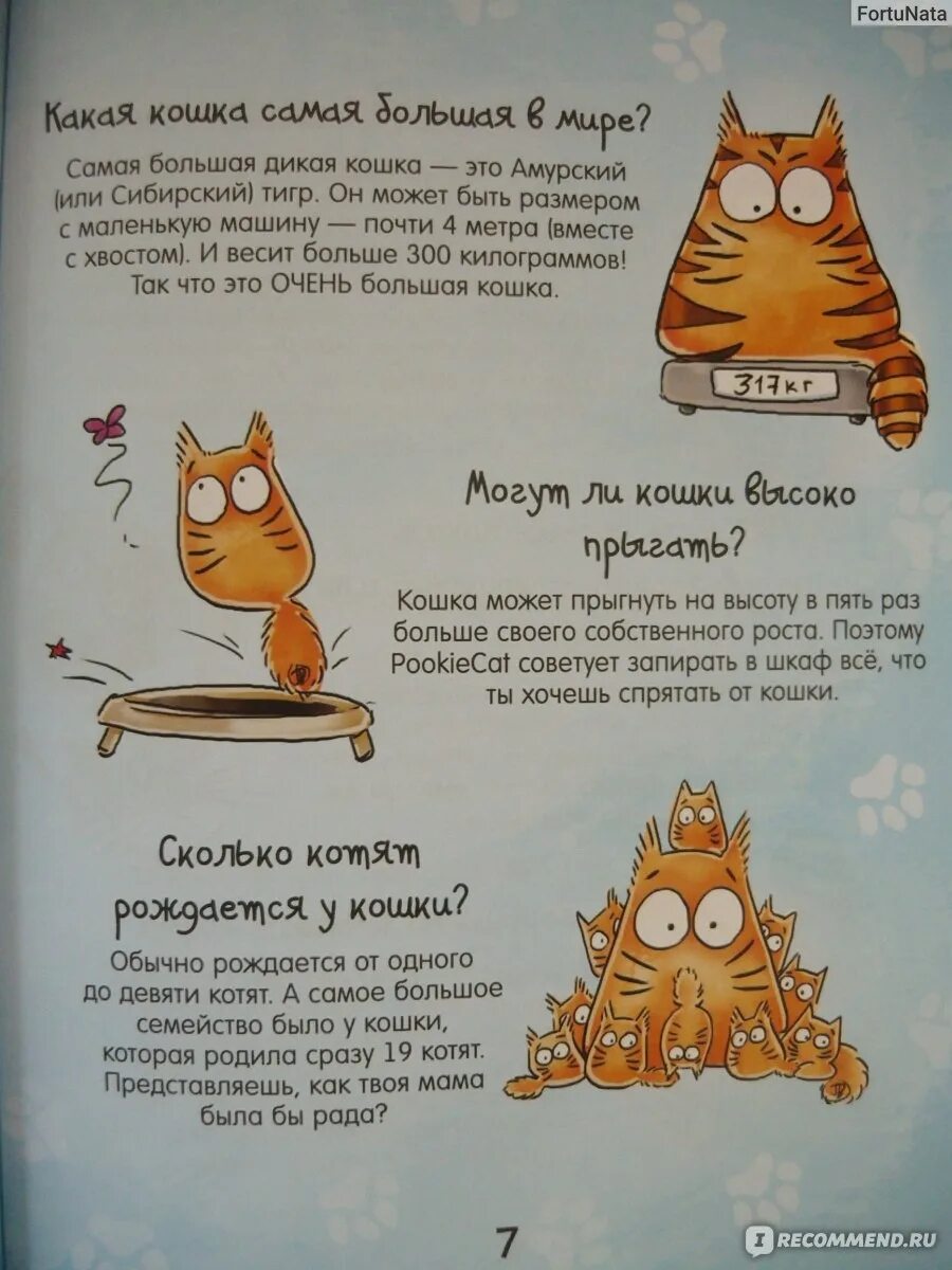Кот перестал мурчать. Как коты мурчат. как коты мурлыкают. почему кот мурчит. почему кошки мурлыкают.