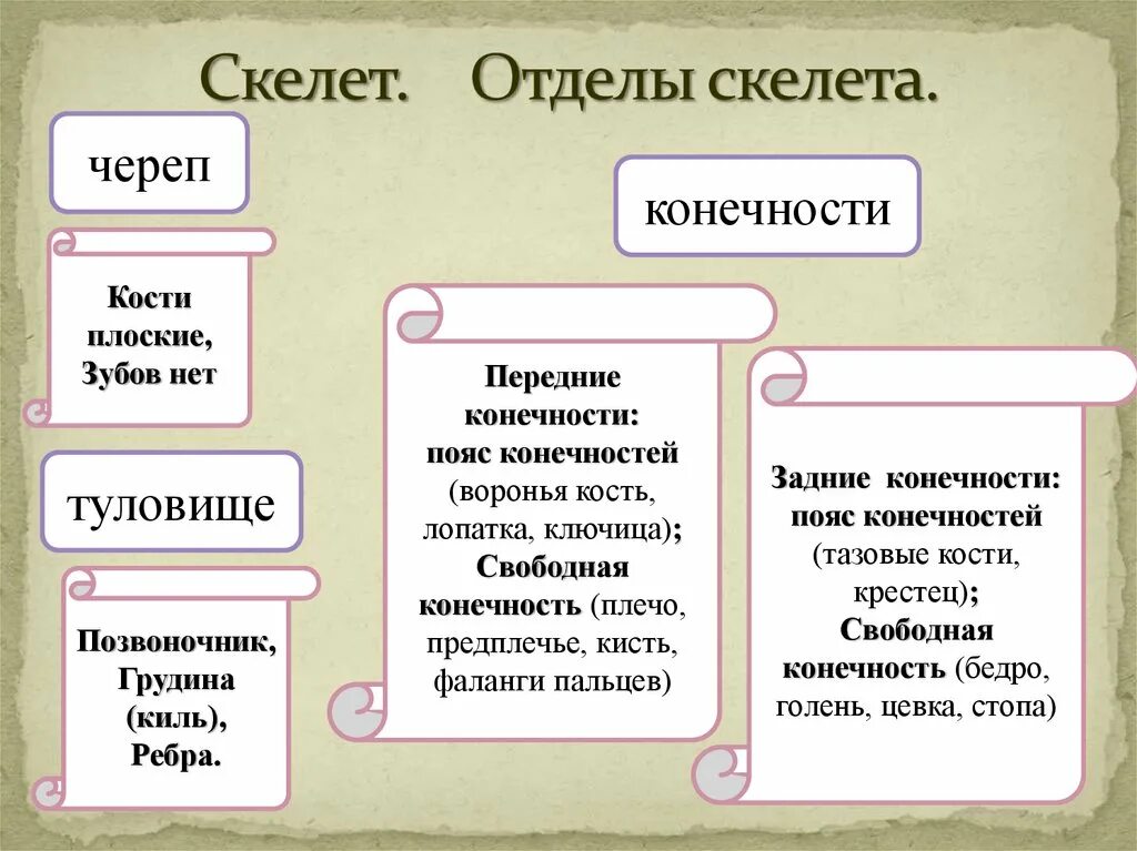 Перечислите отделы скелета. Отделы скелета. Таблица отдел скелета строение функции. Отделы скелета человека схема таблица. Отделы скелета человека и их функции.