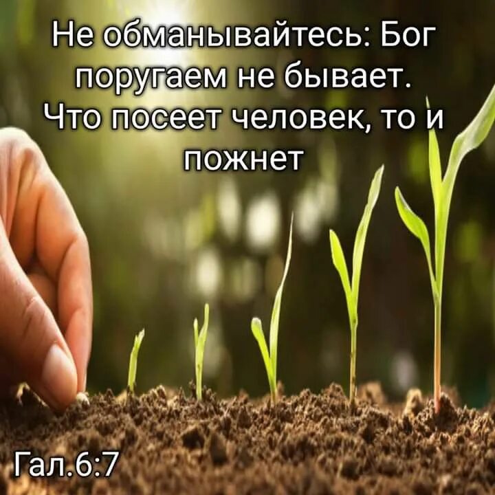 Что посеял то и получай