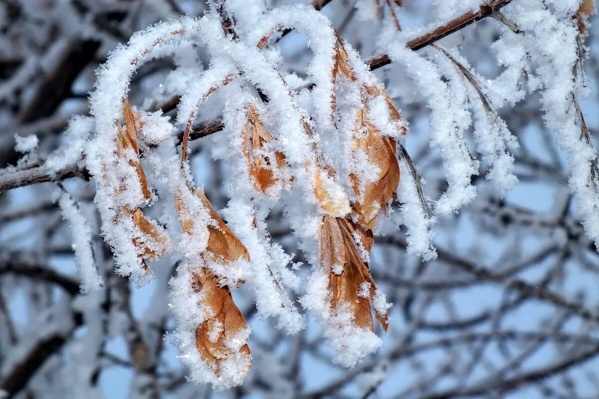 клен заледенелый под метелью белой