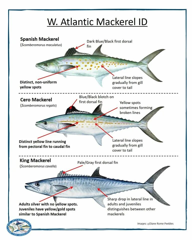 Mackerel перевод. Кинг макрель. языковая макрель. макрель место обитания. spanish mackerel.