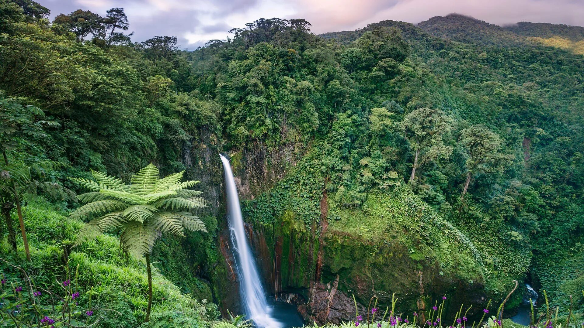 Коста-Рика: дождевой лес. Джунгли Коста Рики. Леса Коста Рики. Коста Рика природа климат.