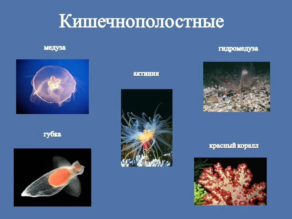 Кишечнополостные животные примеры названия