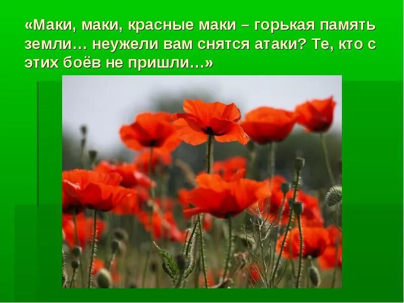 Мак значение. Высказывания о цветах маках. стихи о маке цветке. маки для презентации. маки горькая память земли.