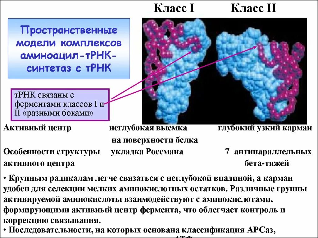 Мета трансляция. Аминоацил-ТРНК-синтетаза (АРСАЗА). Роль фермента аминоацил-ТРНК – синтетазы. Фермент аминоацил-ТРНК-синтетаза. Специфичность аминоацил-ТРНК-синтетаз.