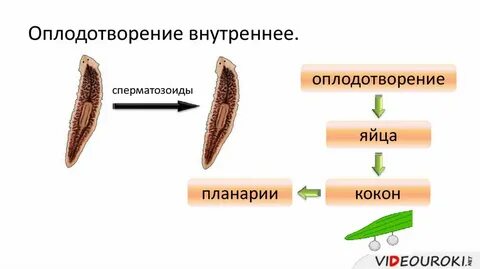 Половая плоских червей