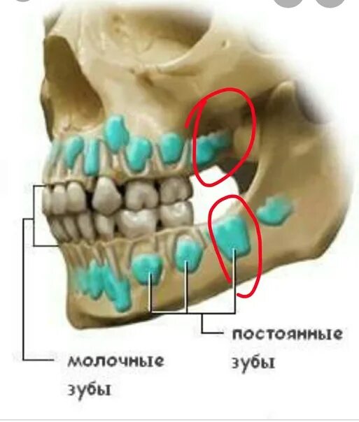 Коренной зуб в челюсти. Рентген челюсти молочных зубов у детей. Рентген челюсти с молочными и постоянными зубами. Строение зубов в челюсти с молочными. Рентген черепа младенца с молочными зубами.