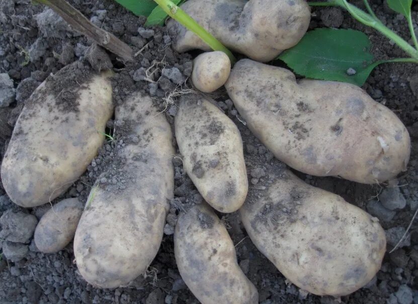 Картофель семенной сорт Сынок (Богатырь) репродукция суперэлита ( 0,5кг ) Дачная