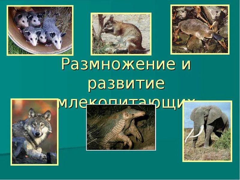 Развитие млекопитающих. Размножение млекопитающих. Цикл развития млекопитающих. Размножение млекопитающих 7 класс.