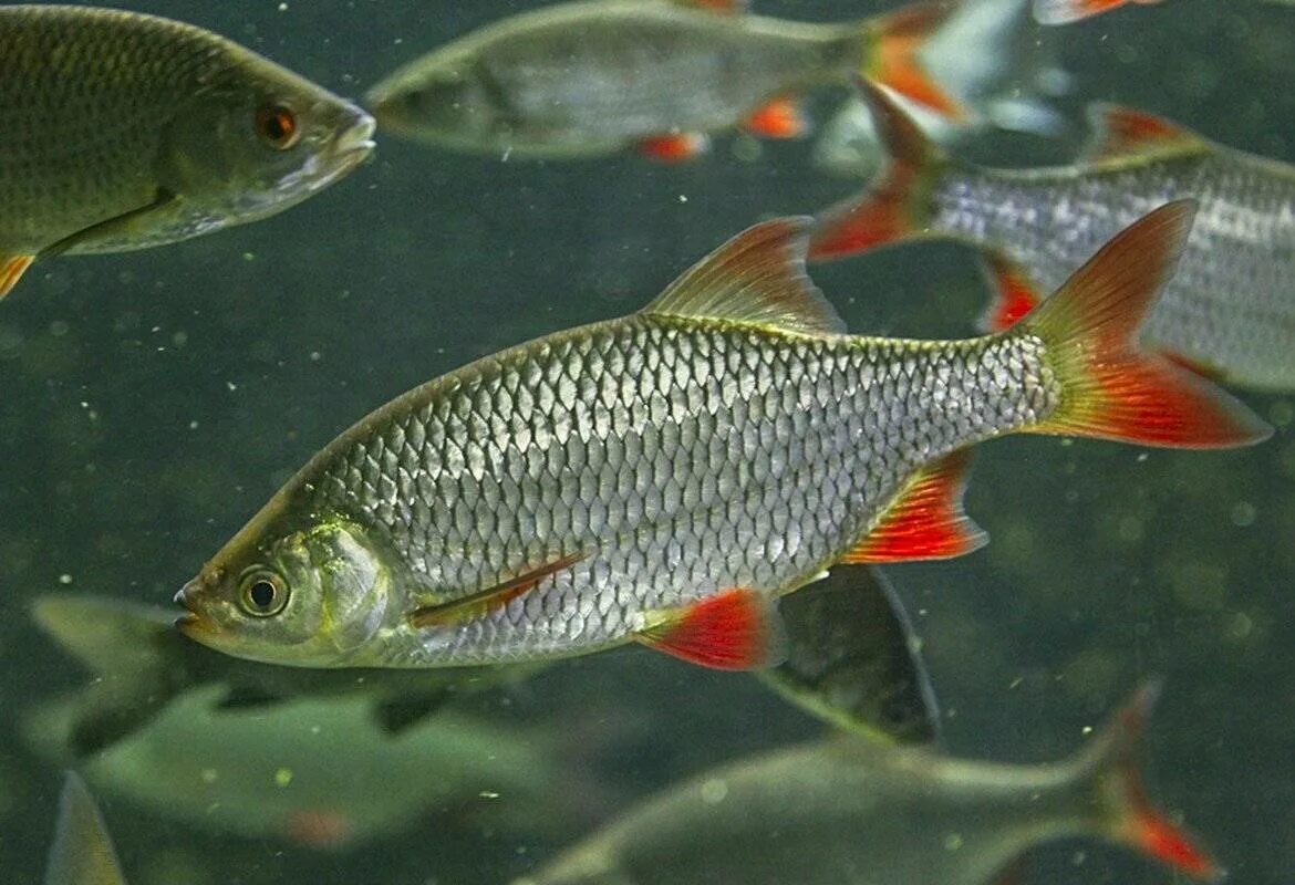 Плотва в воде. Красноперка scardinius erythrophthalmus. сорожка плотва красноперка. плотва красноперка красноглазка. чебак и плотва.