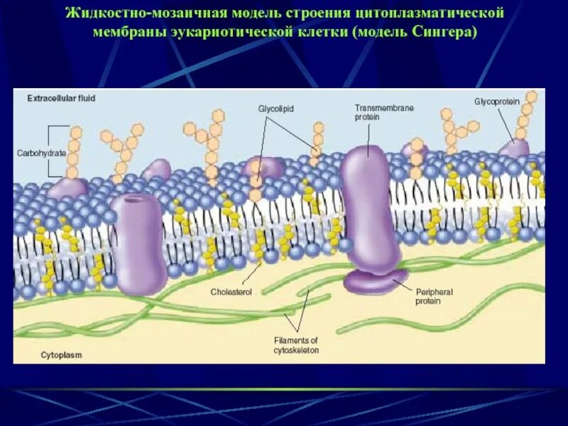 Жидкостно-мозаичная модель строения цитоплазматической мембраны. Жидкостно-мозаичная липопротеиновая модель мембраны. Жидкостно-мозаичная структура мембран. Жидкостно кристаллическая модель мембраны. Мембраны клеток эукариот