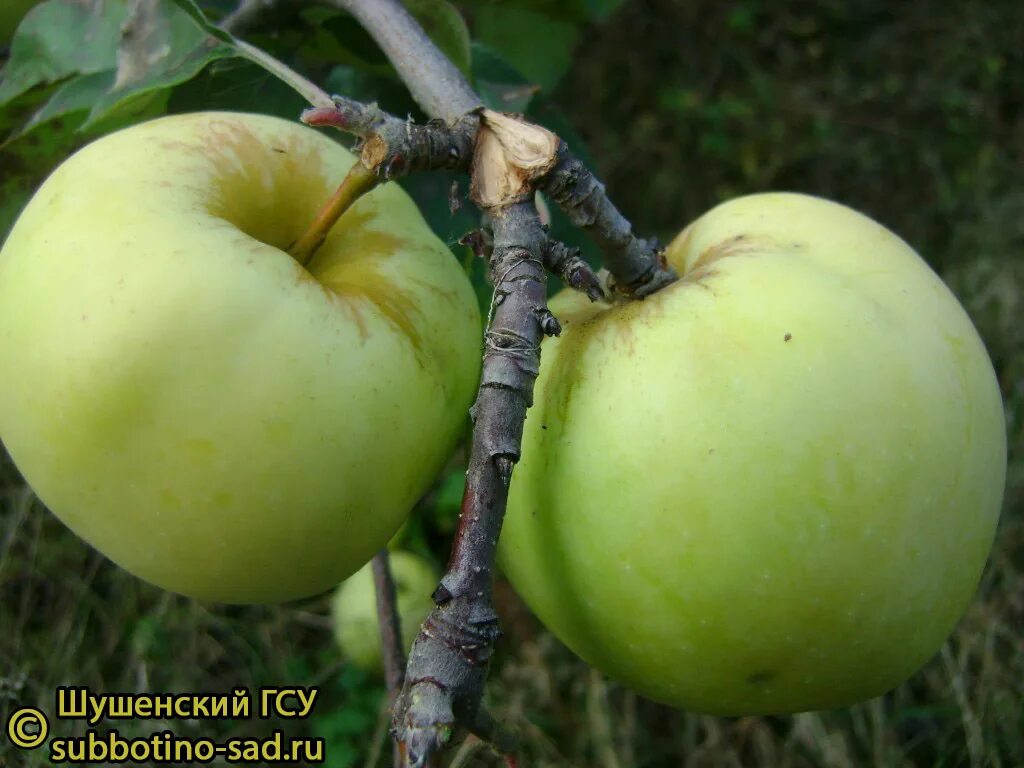 Название яблонь с фото для сибири Название яблонь с фото для сибири
