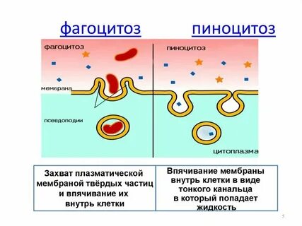 Клетки способные к фагоцитозу ответ