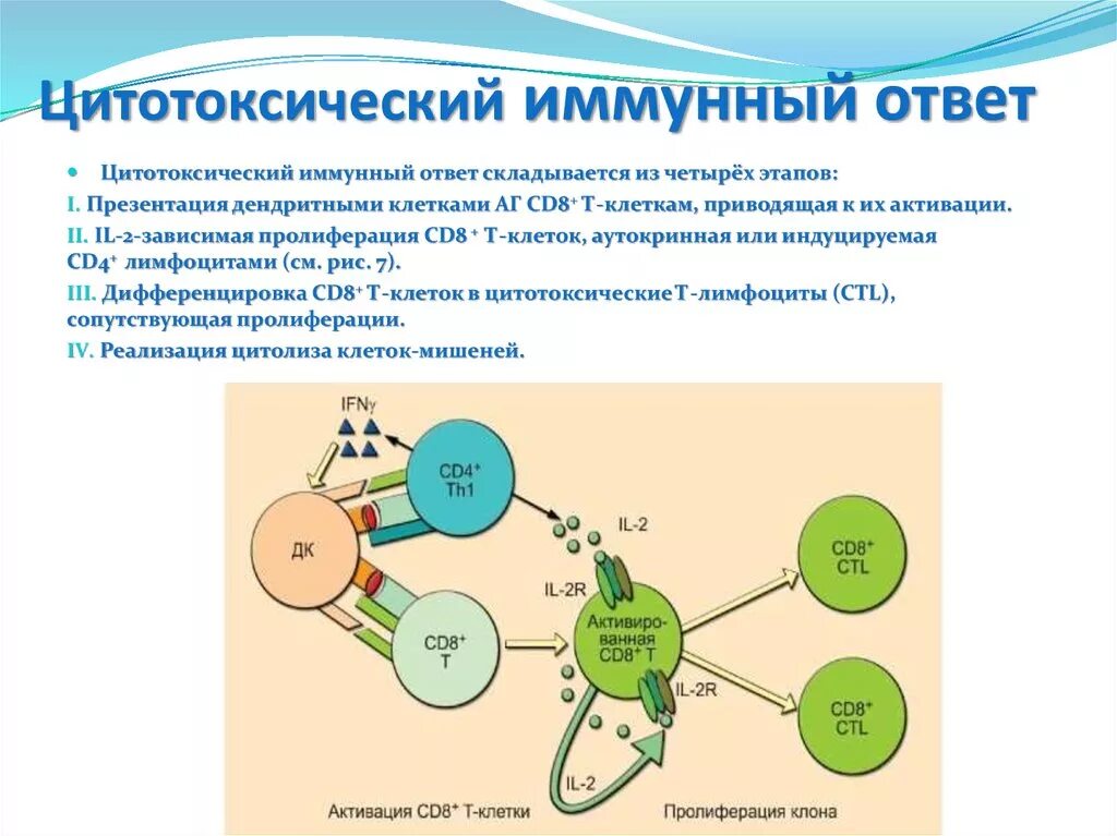 Цитотоксические т клетки. Цитотоксический клеточный иммунный ответ, клеток,. Клеточный цитотоксический иммунный ответ этапы. Схема цитотоксического клеточного иммунного ответа. Схема клеточного иммунного ответа цитотоксического типа.