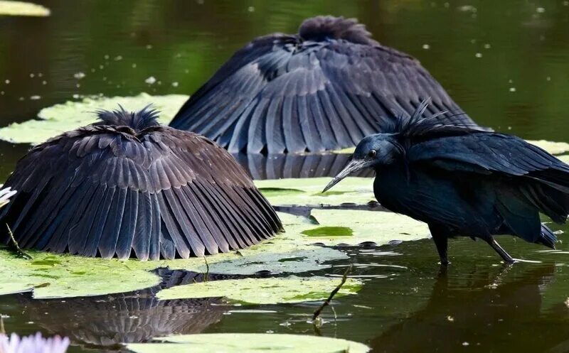 Зонтичная птица. Африканская. Зонтичная цапля.. Амазонская зонтичная птица. Черная цапля. Черношейная цапля.