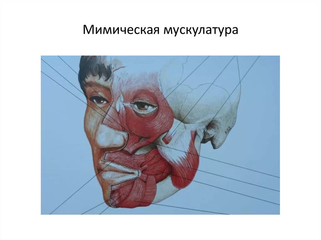 Лицевая область