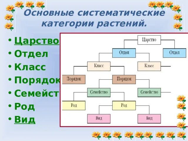 Класс отдел род царство семейство по порядку. Вид род семейство порядок класс отдел. царство отдел класс семейство род вид. основные систематические категории растений.