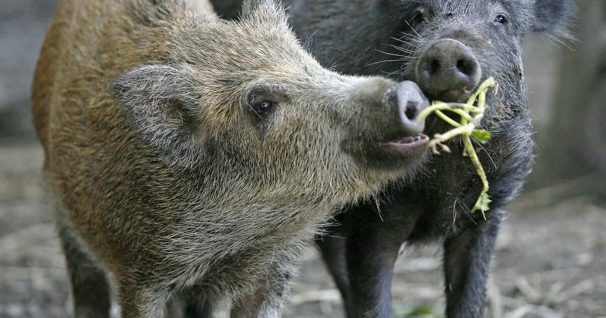 Кабан. Дикий кабан. Кабан ест. Пища кабана. Кабаны едят мясо