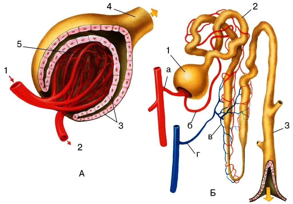Рис 118 строение нефрона. Строение нефрона рис 89. Строение нефрона 8 класс биология. Нефрон и капсула нефрона. Строение почки капсула нефрона