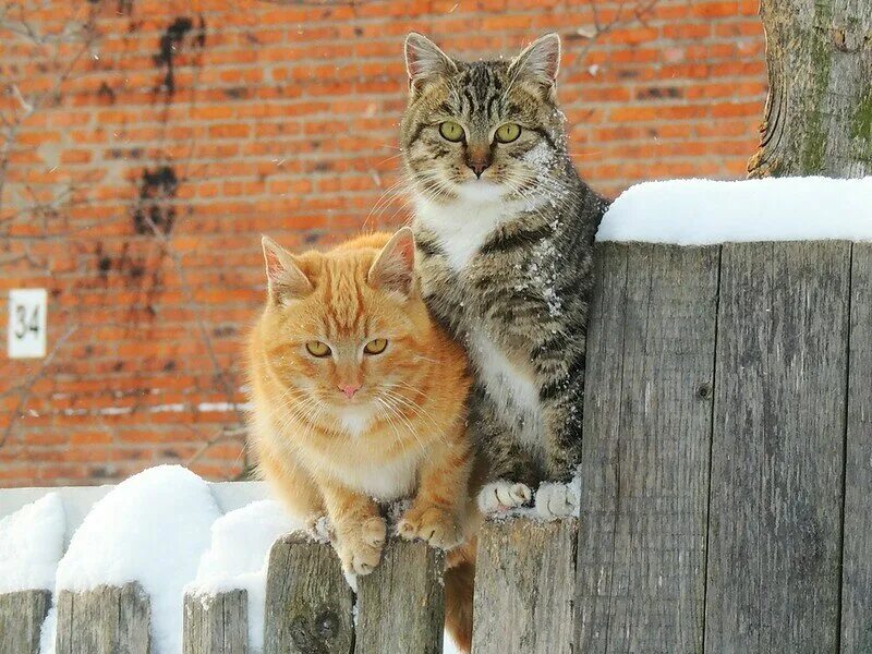 Мартовская кошечка. Мартовский кот. Кошки зимой. Коты на заборе.